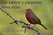 Dar sangre y plaquetas salva vidas