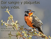 Dar sangre y plaquetas salva vidas