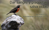 Dar sangre y plaquetas salva vidas