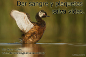 Dar sangre y plaquetas salva vidas