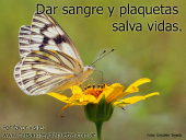 Dar sangre y plaquetas salva vidas