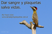 Dar sangre y plaquetas salva vidas