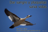 Dar sangre y plaquetas salva vidas