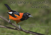 Dar sangre y plaquetas salva vidas