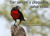 Dar sangre y plaquetas salva vidas