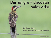 Dar sangre y plaquetas salva vidas