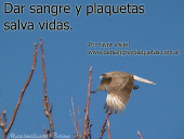 Dar sangre y plaquetas salva vidas