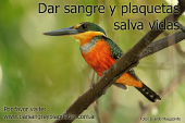 Dar sangre y plaquetas salva vidas