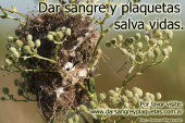 Dar sangre y plaquetas salva vidas