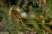 Dar sangre y plaquetas salva vidas