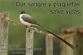 Dar sangre y plaquetas salva vidas