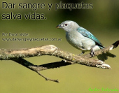 Dar sangre y plaquetas salva vidas