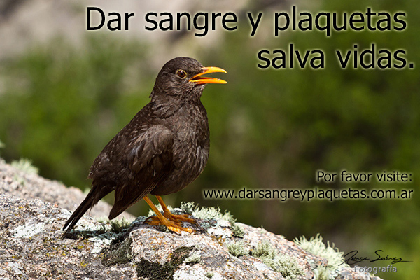 Dar sangre y plaquetas salva vidas.