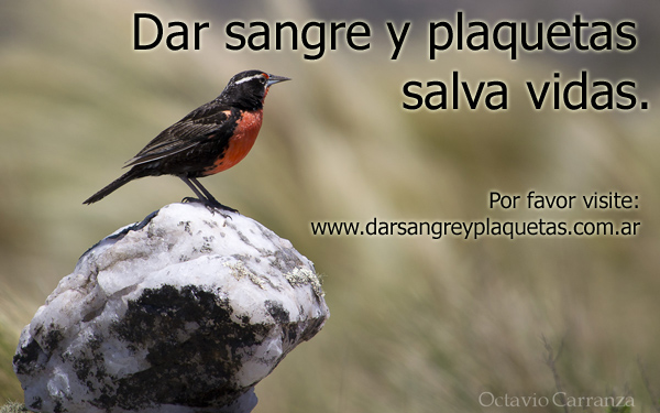 Dar sangre y plaquetas salva vidas.