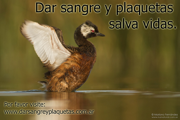 Dar sangre y plaquetas salva vidas.