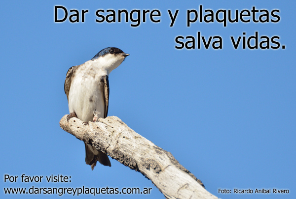 Dar sangre y plaquetas salva vidas.