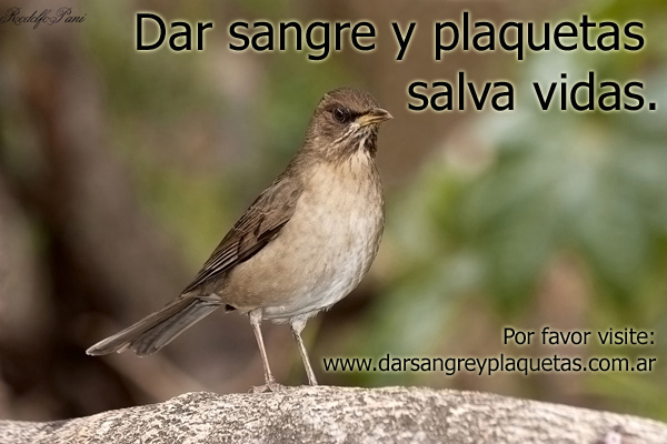 Dar sangre y plaquetas salva vidas.