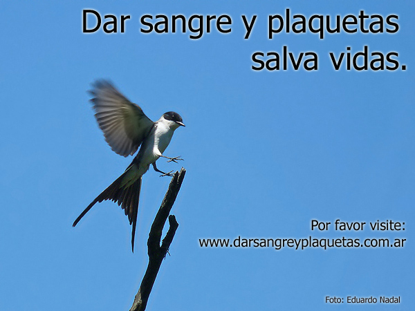 Dar sangre y plaquetas salva vidas.