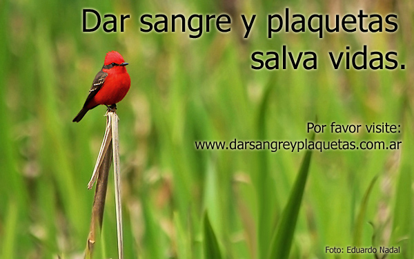 Dar sangre y plaquetas salva vidas.