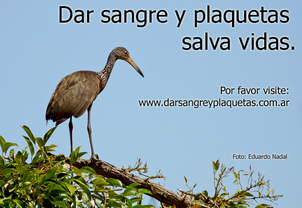 Dar sangre y plaquetas salva vidas.