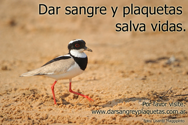 Dar sangre y plaquetas salva vidas.