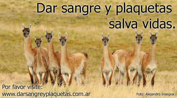 Dar sangre y plaquetas salva vidas.