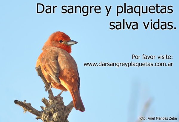 Dar sangre y plaquetas salva vidas.