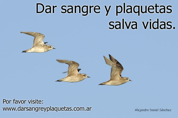 Dar sangre y plaquetas salva vidas.