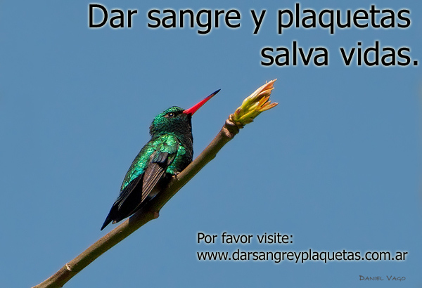 Dar sangre y plaquetas salva vidas.