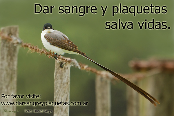 Dar sangre y plaquetas salva vidas.