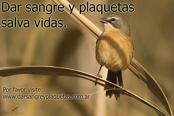 Dar sangre y plaquetas salva vidas.