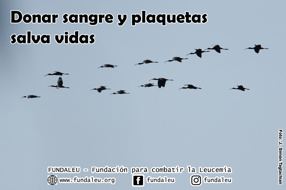 Dar sangre y plaquetas salva vidas.