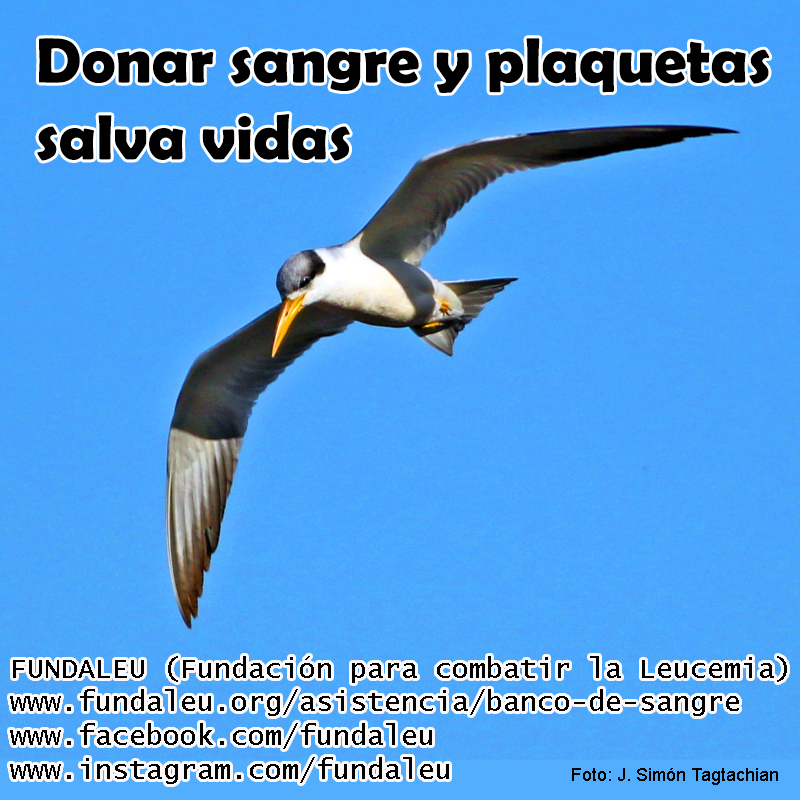 Dar sangre y plaquetas salva vidas.